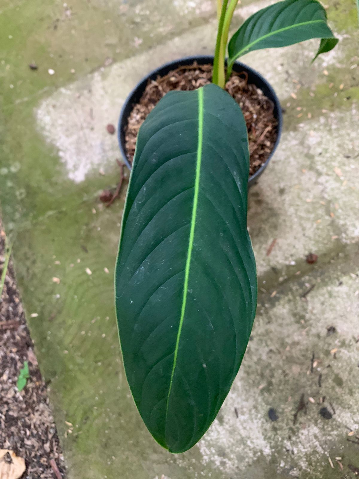 Philodendron Heterocraspedon