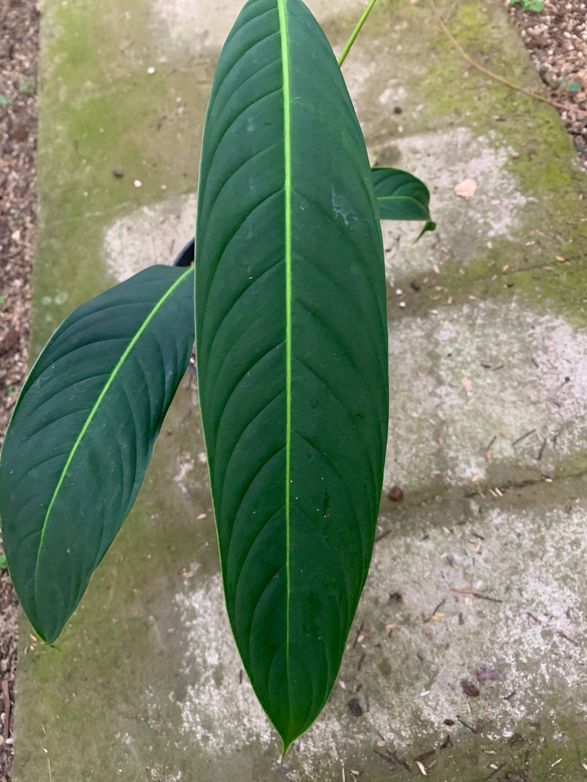 Philodendron Heterocraspedon