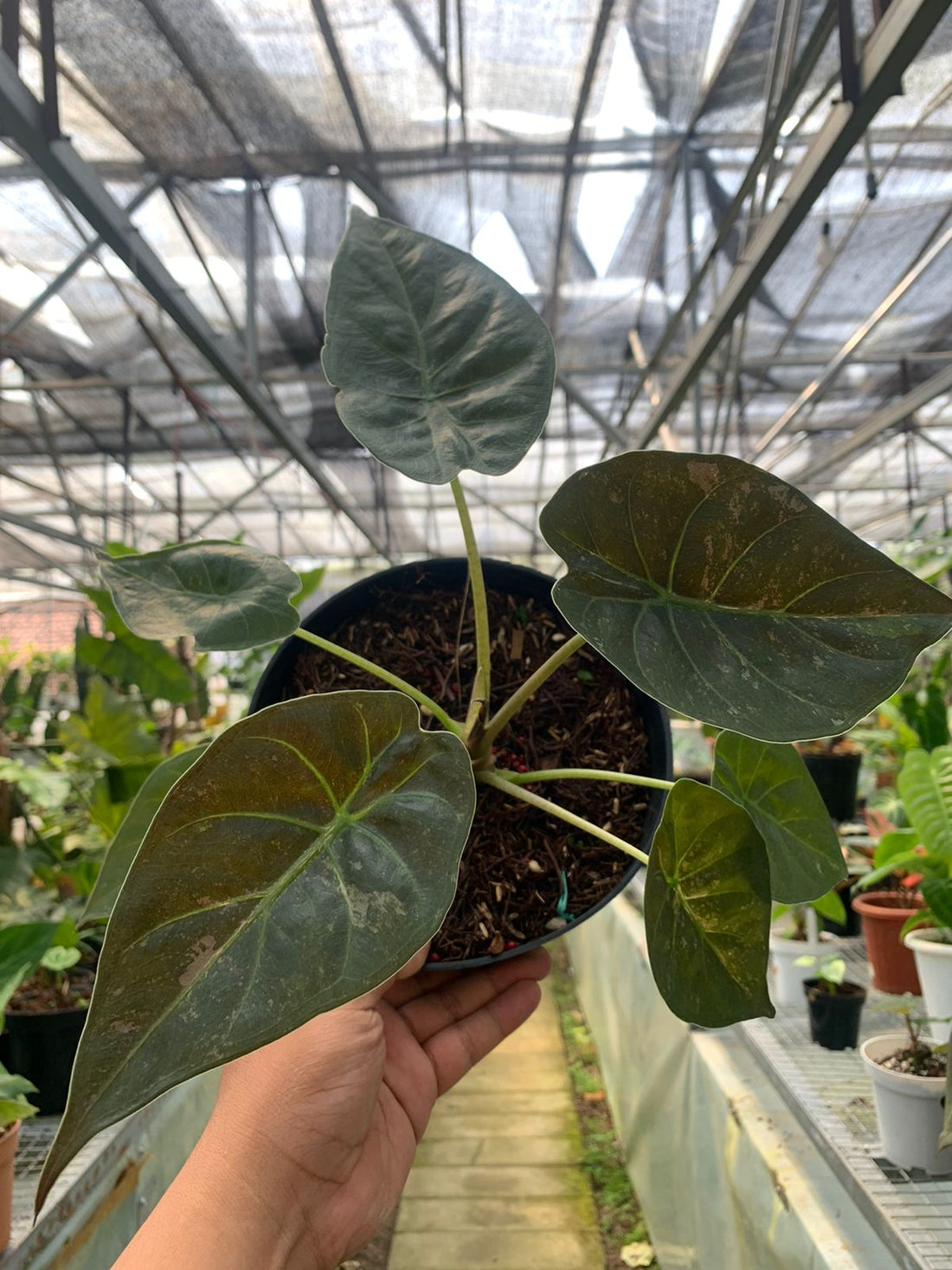 Alocasia Wentii Varieagated