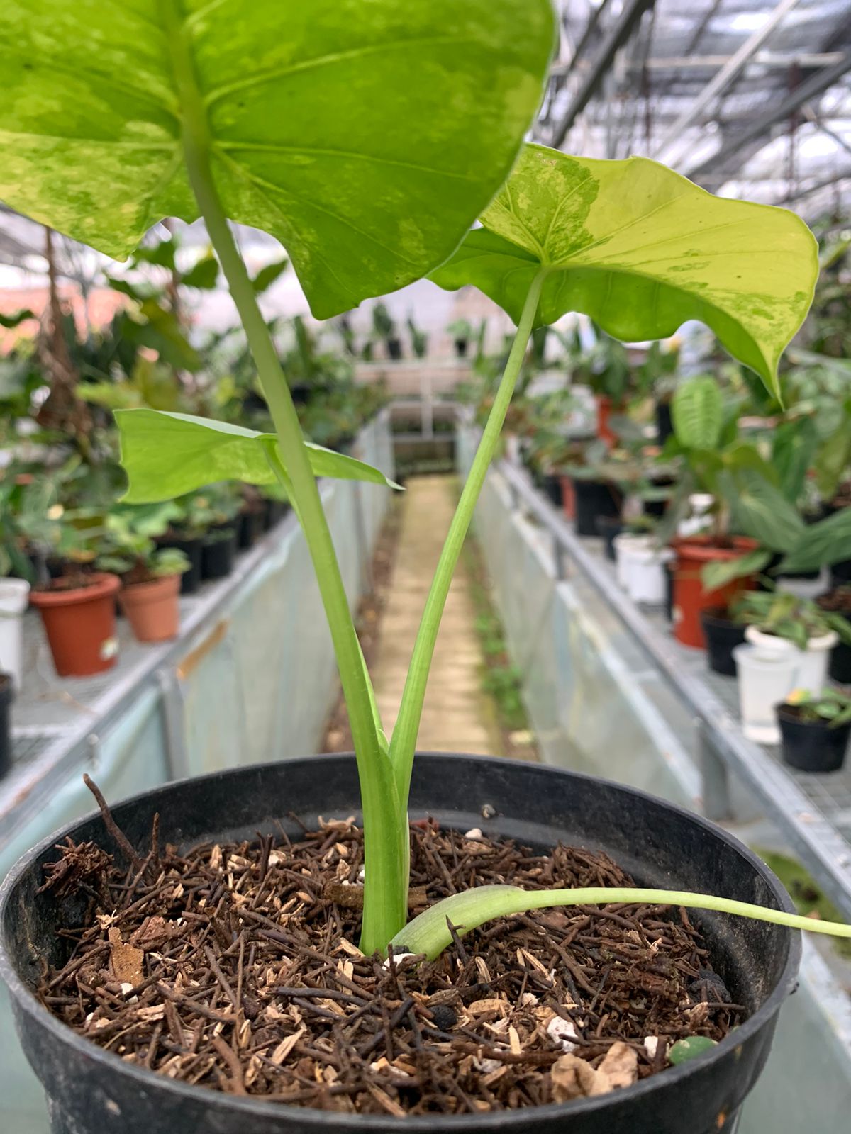 Alocasia Gageana Aurea Variegated