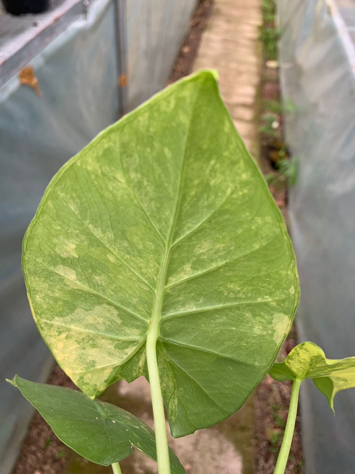 Alocasia Gageana Aurea Variegated