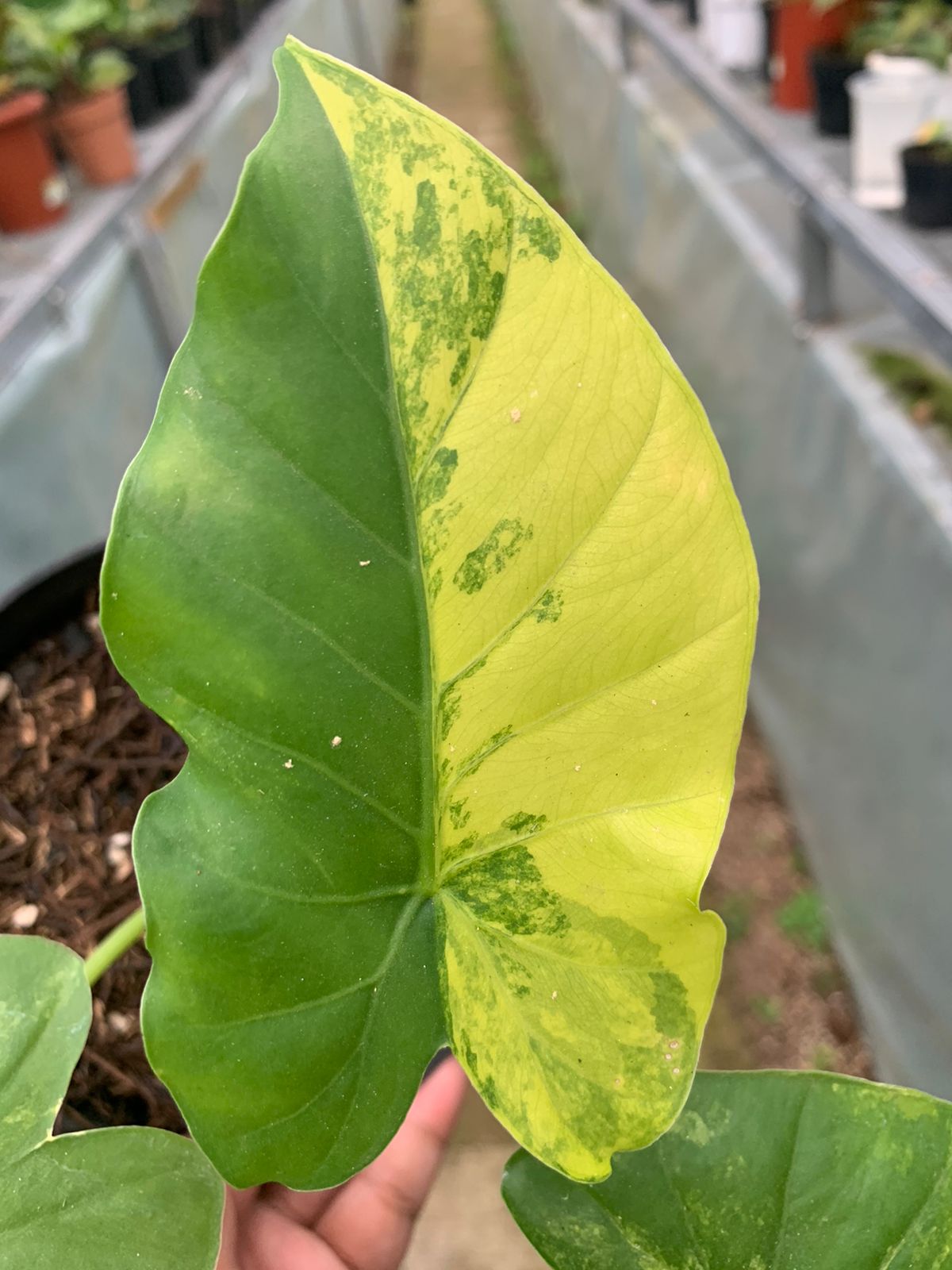 Alocasia Gageana Aurea Variegated