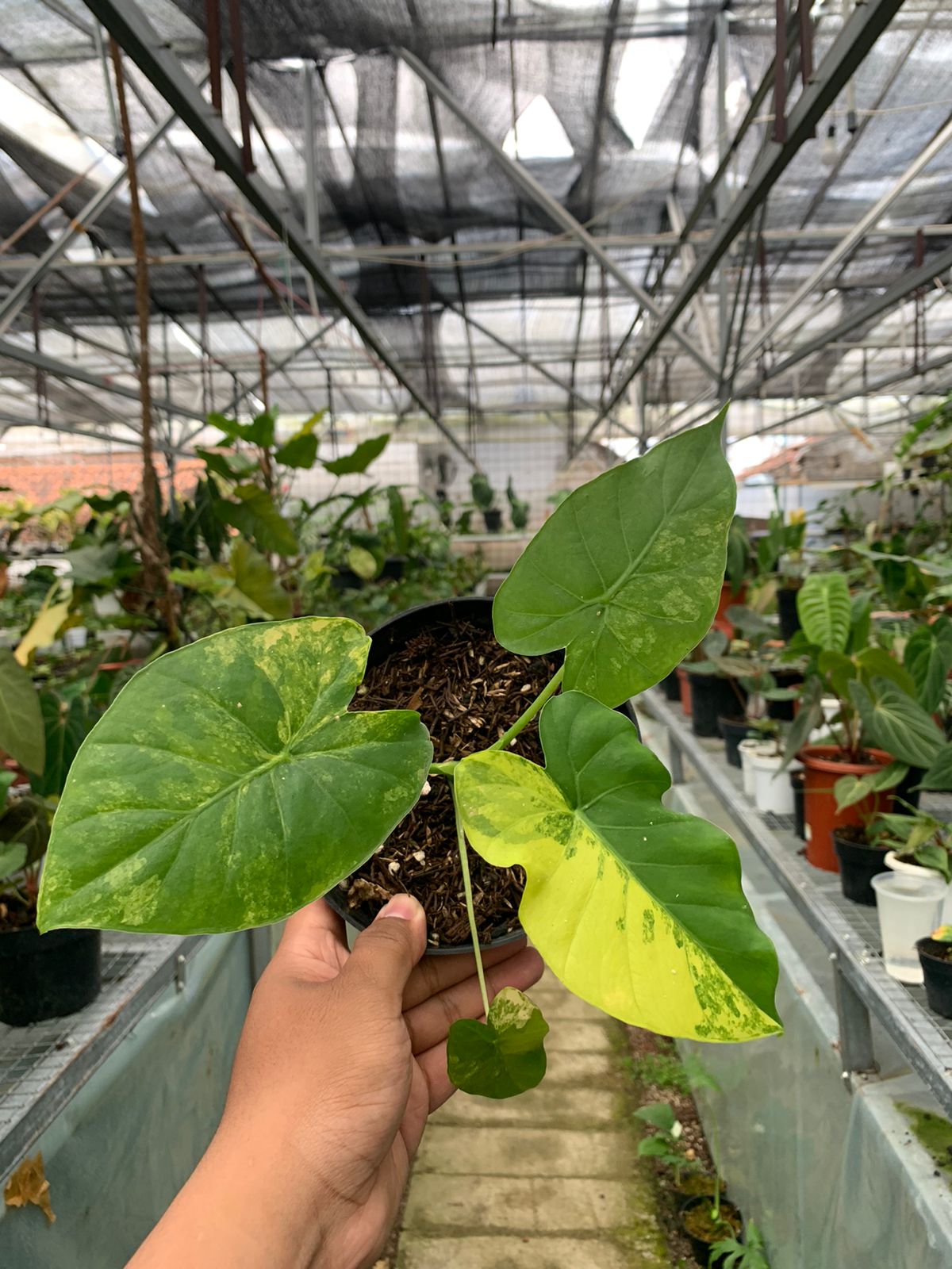 Alocasia Gageana Aurea Variegated