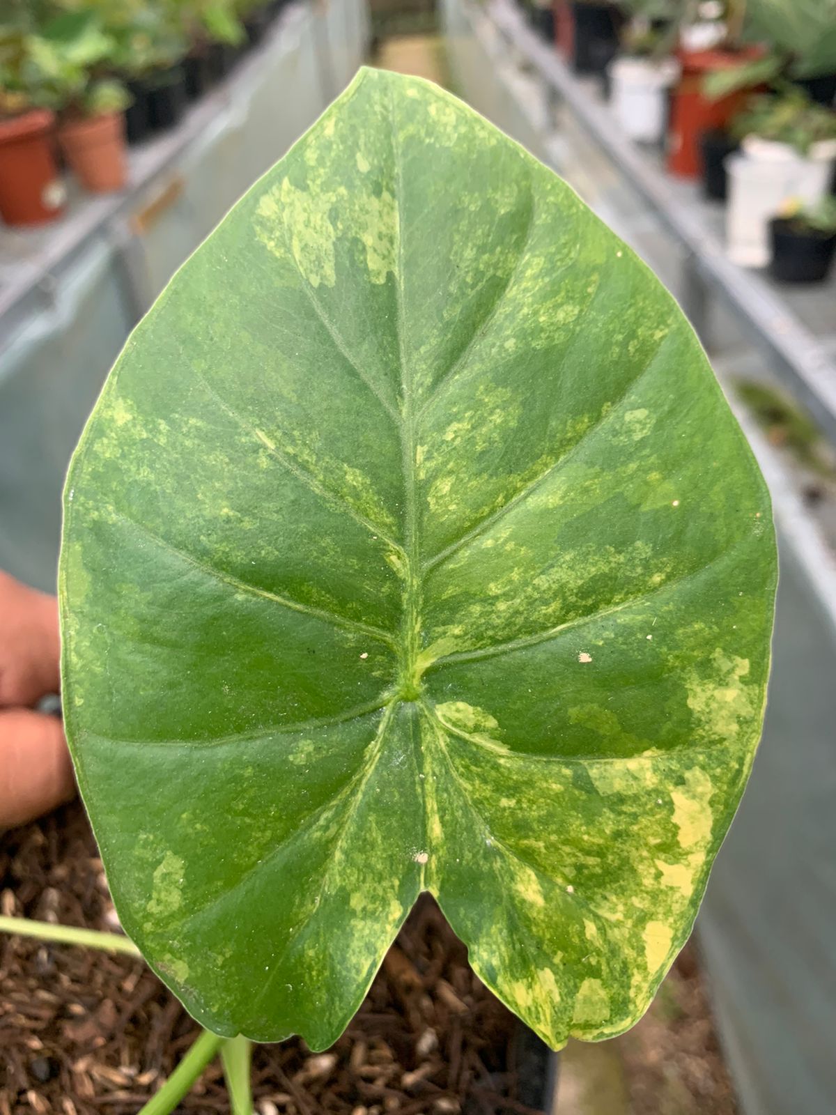 Alocasia Gageana Aurea Variegated