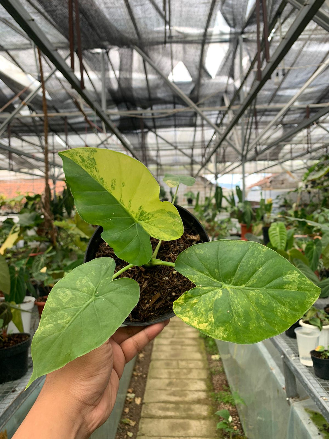 Alocasia Gageana Aurea Variegated