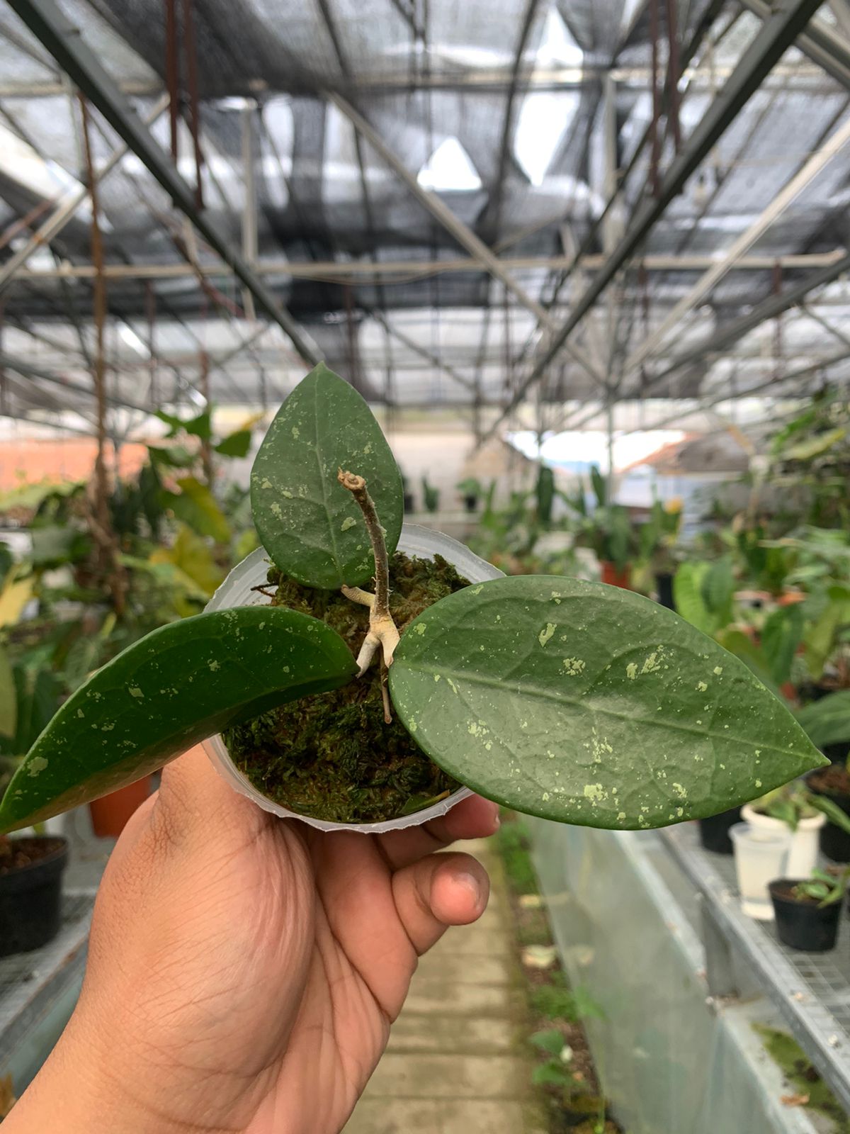 Hoya Verticillata Wonosobo