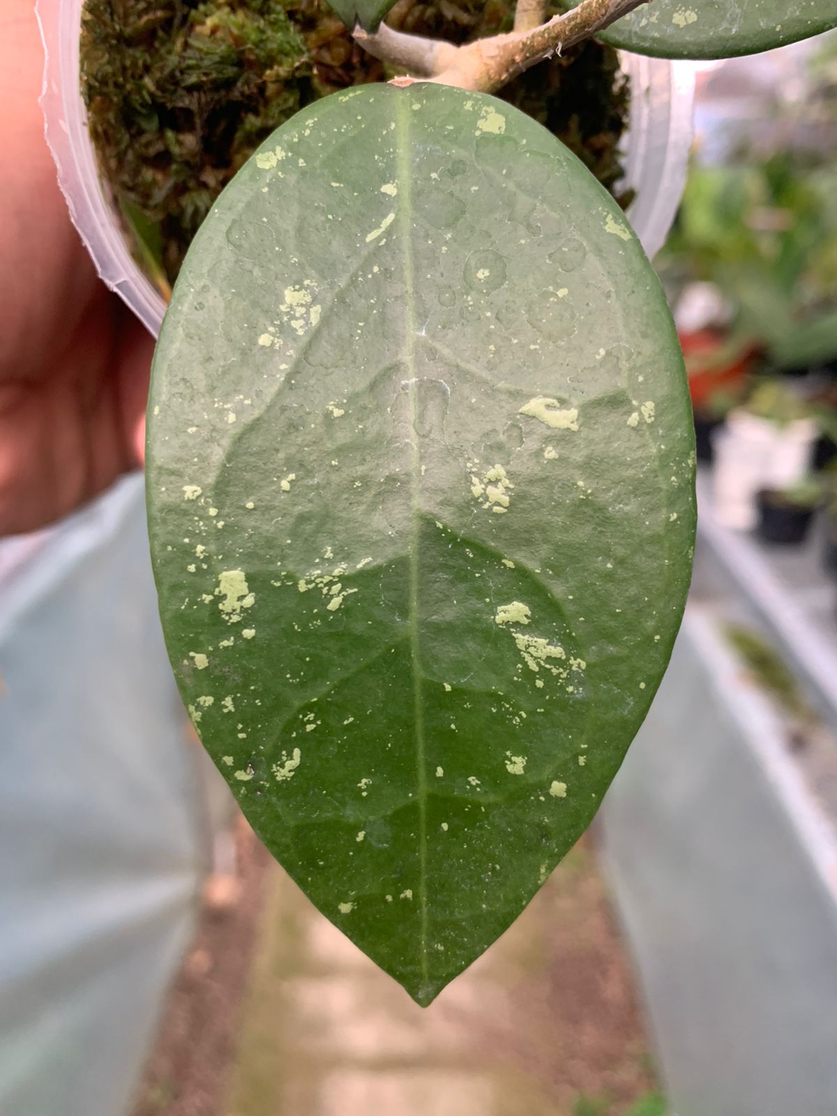 Hoya Verticillata Wonosobo