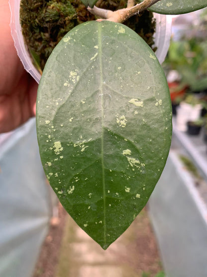 Hoya Verticillata Wonosobo