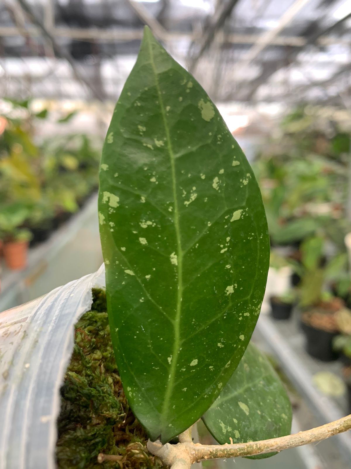 Hoya Verticillata Wonosobo