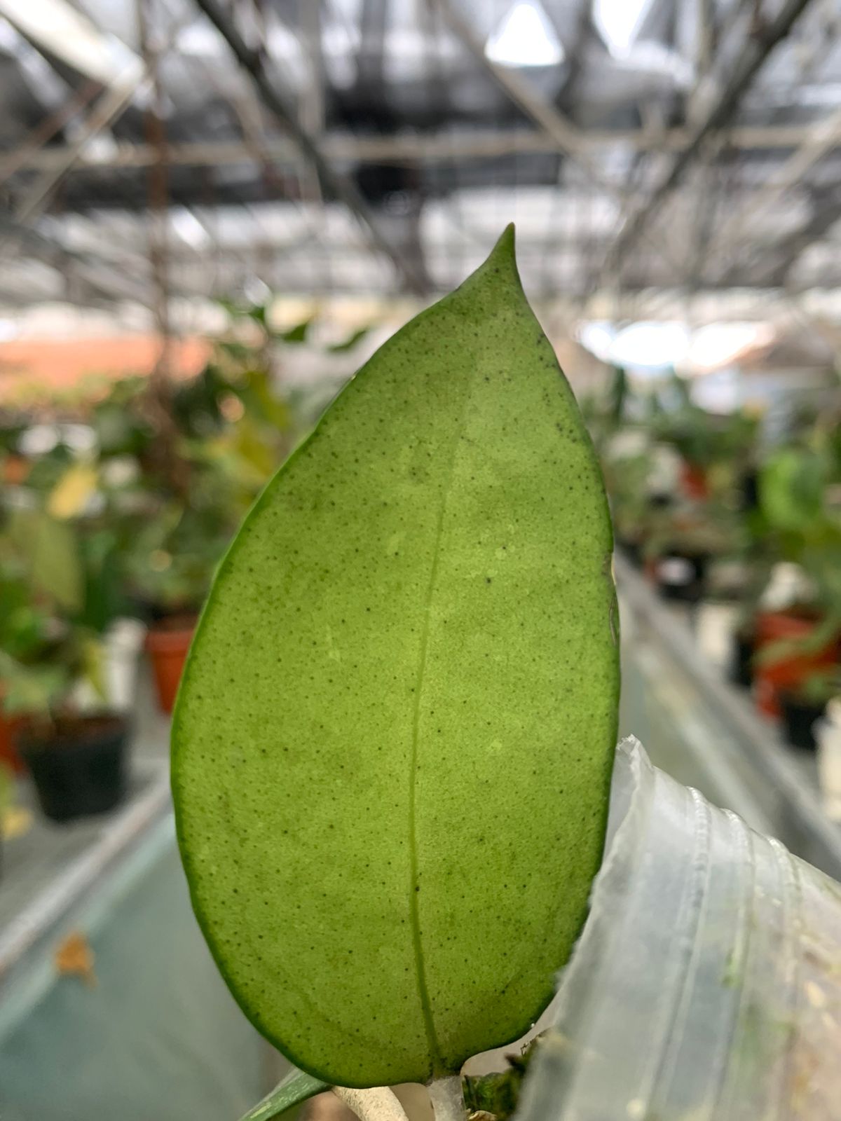 Hoya Verticillata Wonosobo