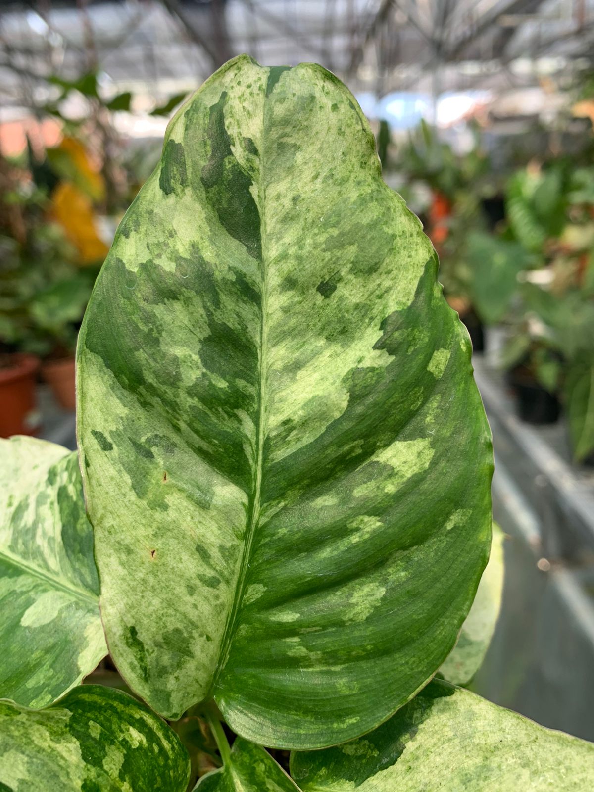 Schimatoglottis Marble Variegated Sp Borneo