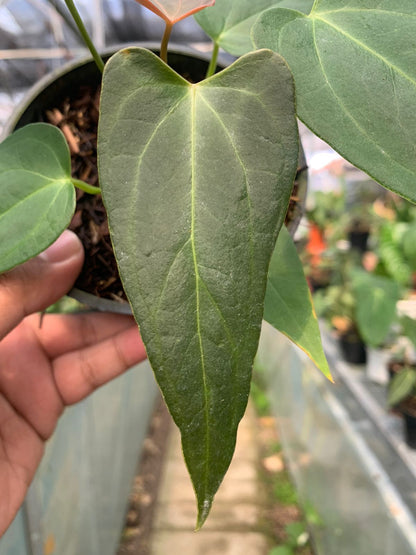 Anthurium Portilae x Papillilaminum