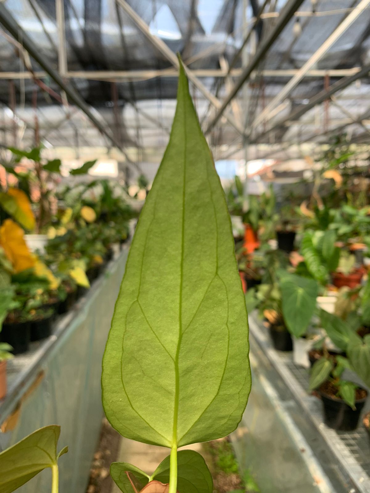 Anthurium Portilae x Papilaminum