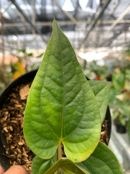 Anthurium Radican x Luxurian