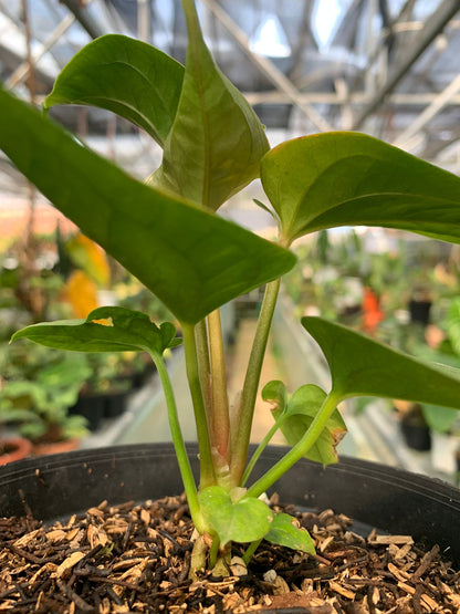 Anthurium Radican x Luxurian