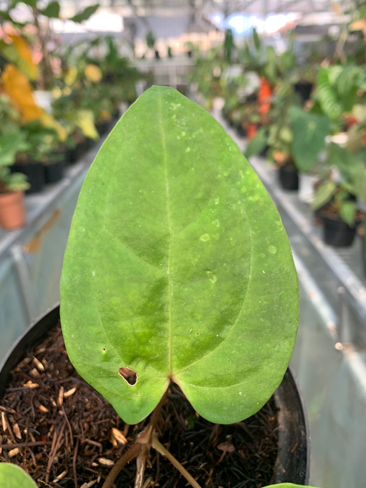 Anthurium Falcatum Hybrid