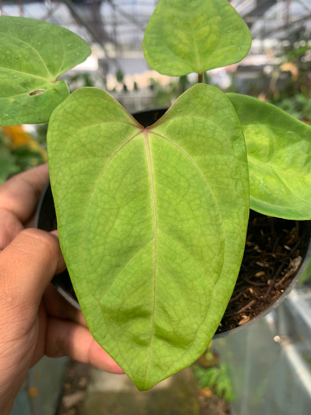 Anthurium Falcatum Hybrid