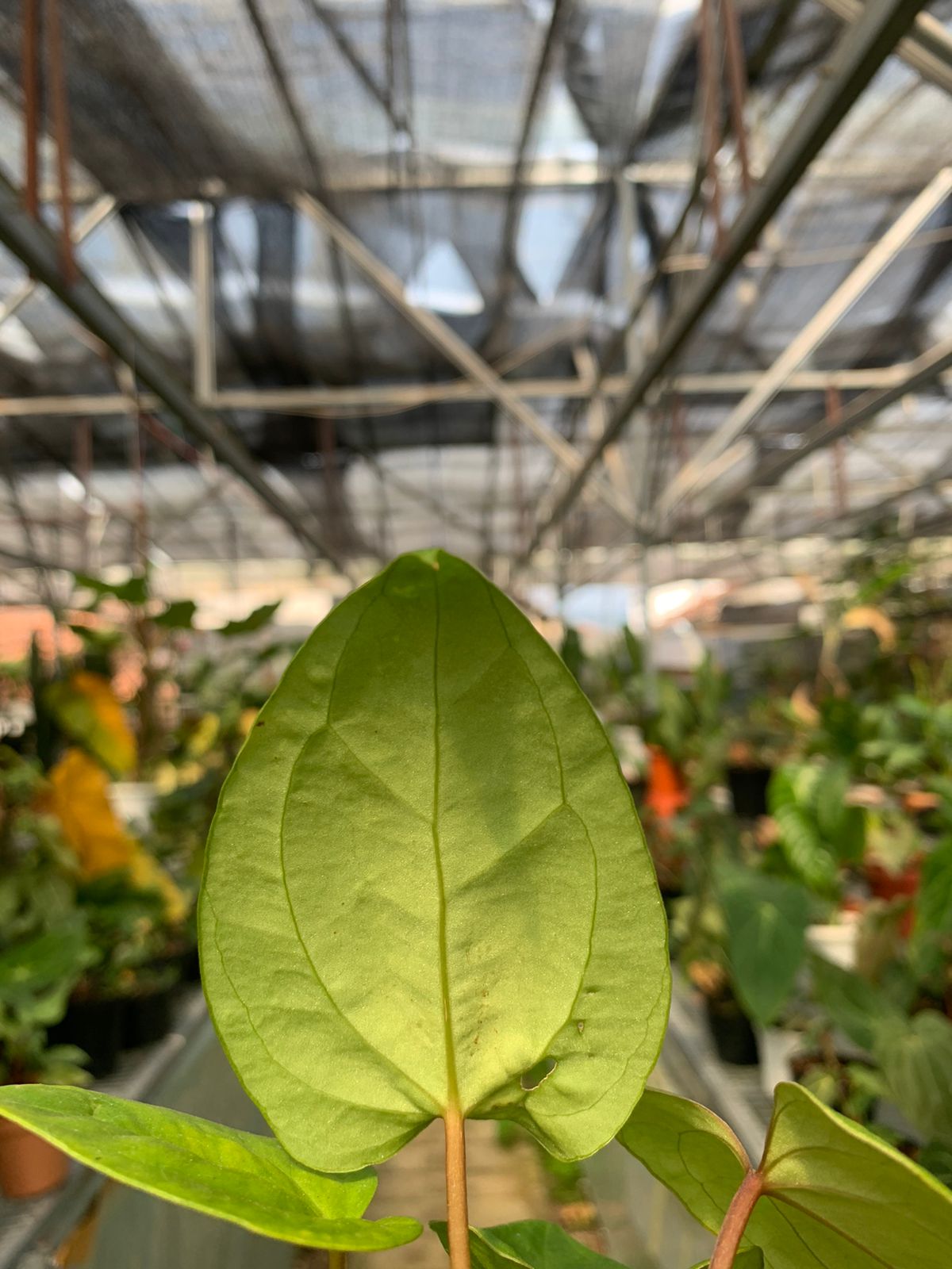 Anthurium Falcatum Hybrid