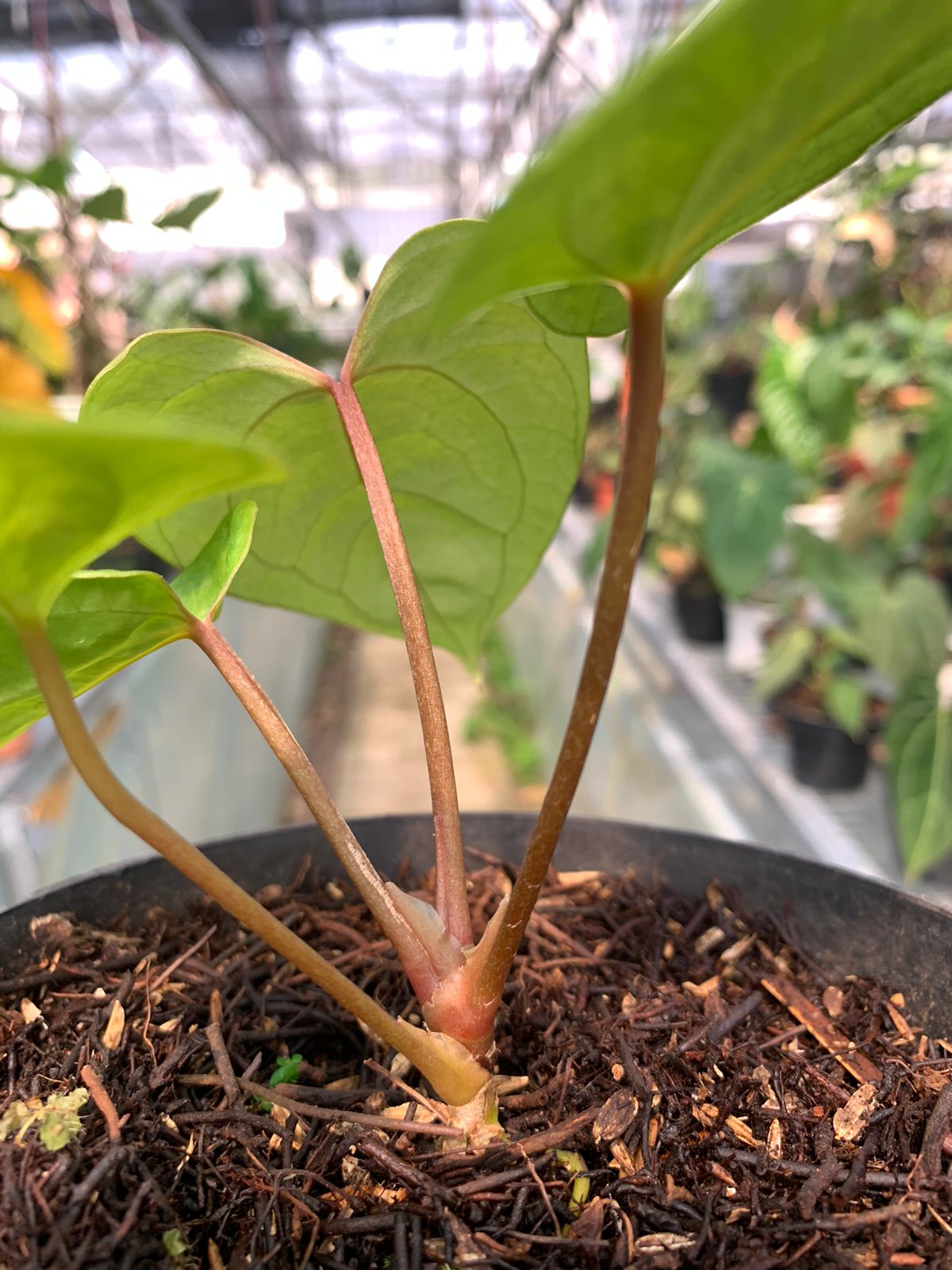 Anthurium Falcatum Hybrid