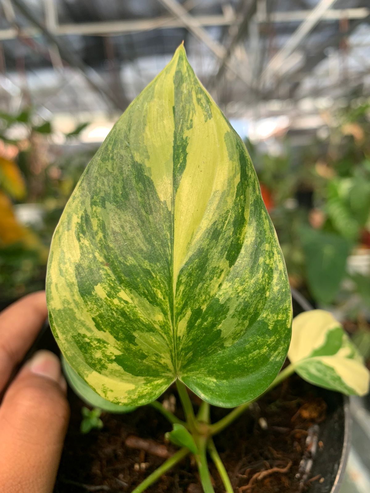 Homalomena Rubescen Variegated