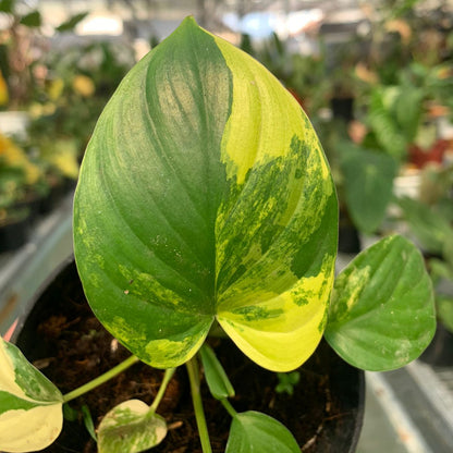 Homalomena Rubescen Variegated