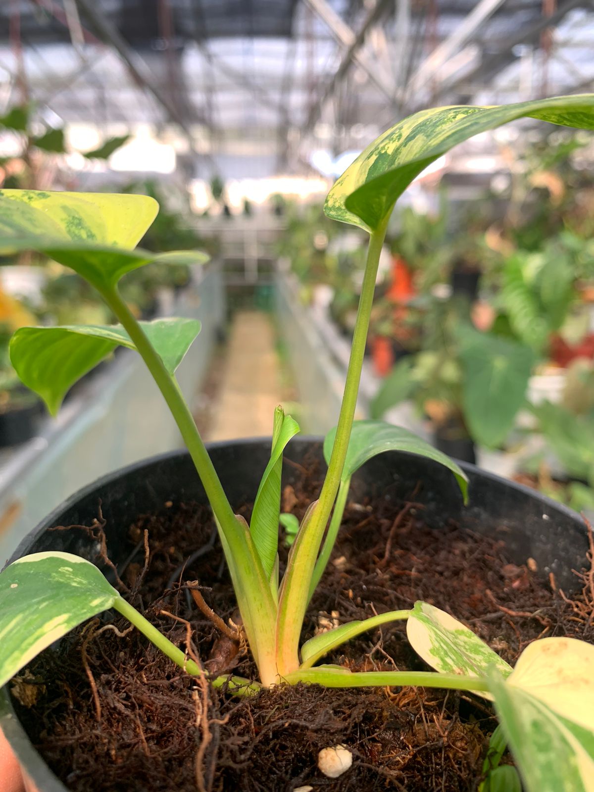 Homalomena Rubescen Variegated