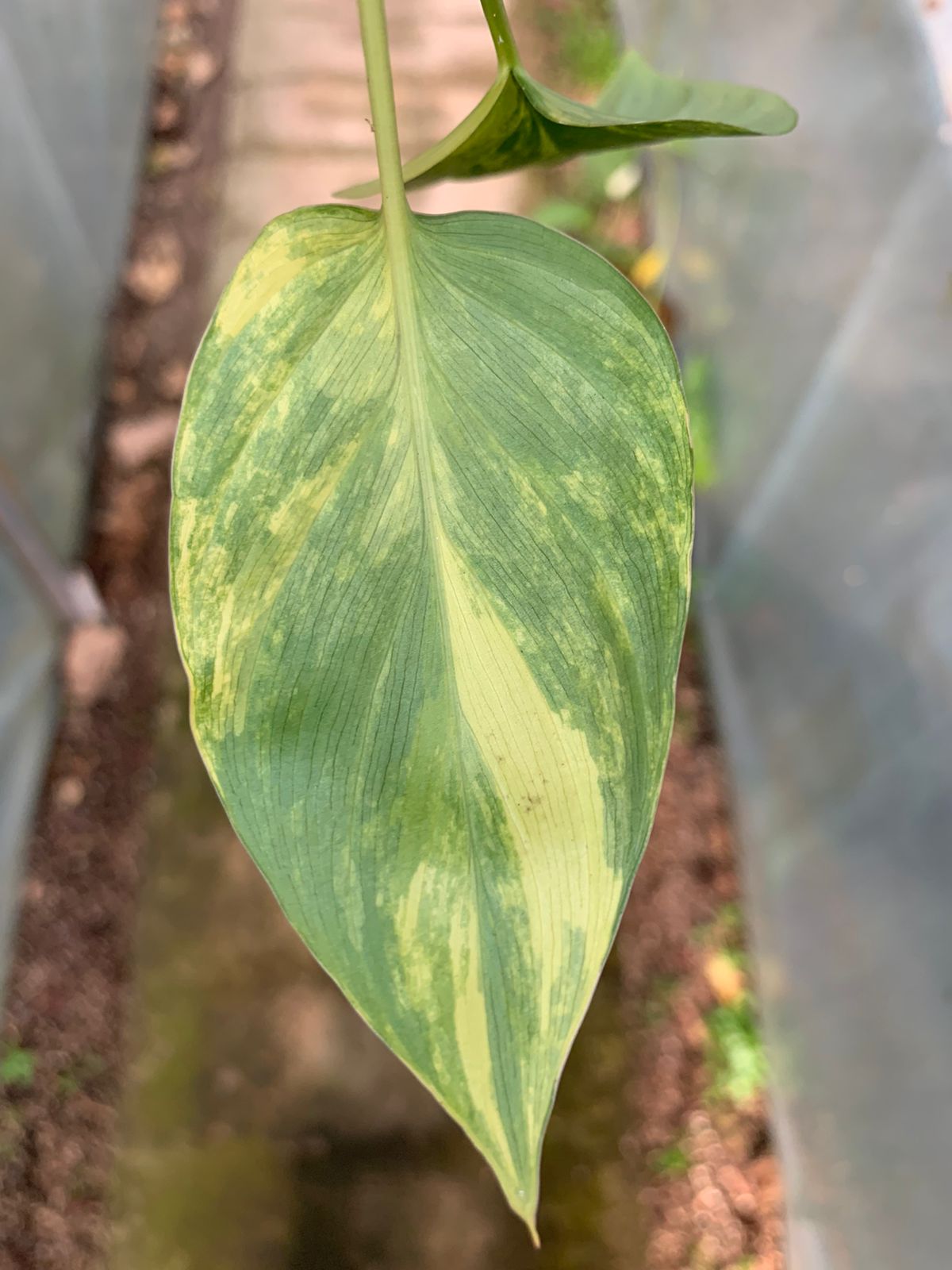 Homalomena Rubescen Variegated