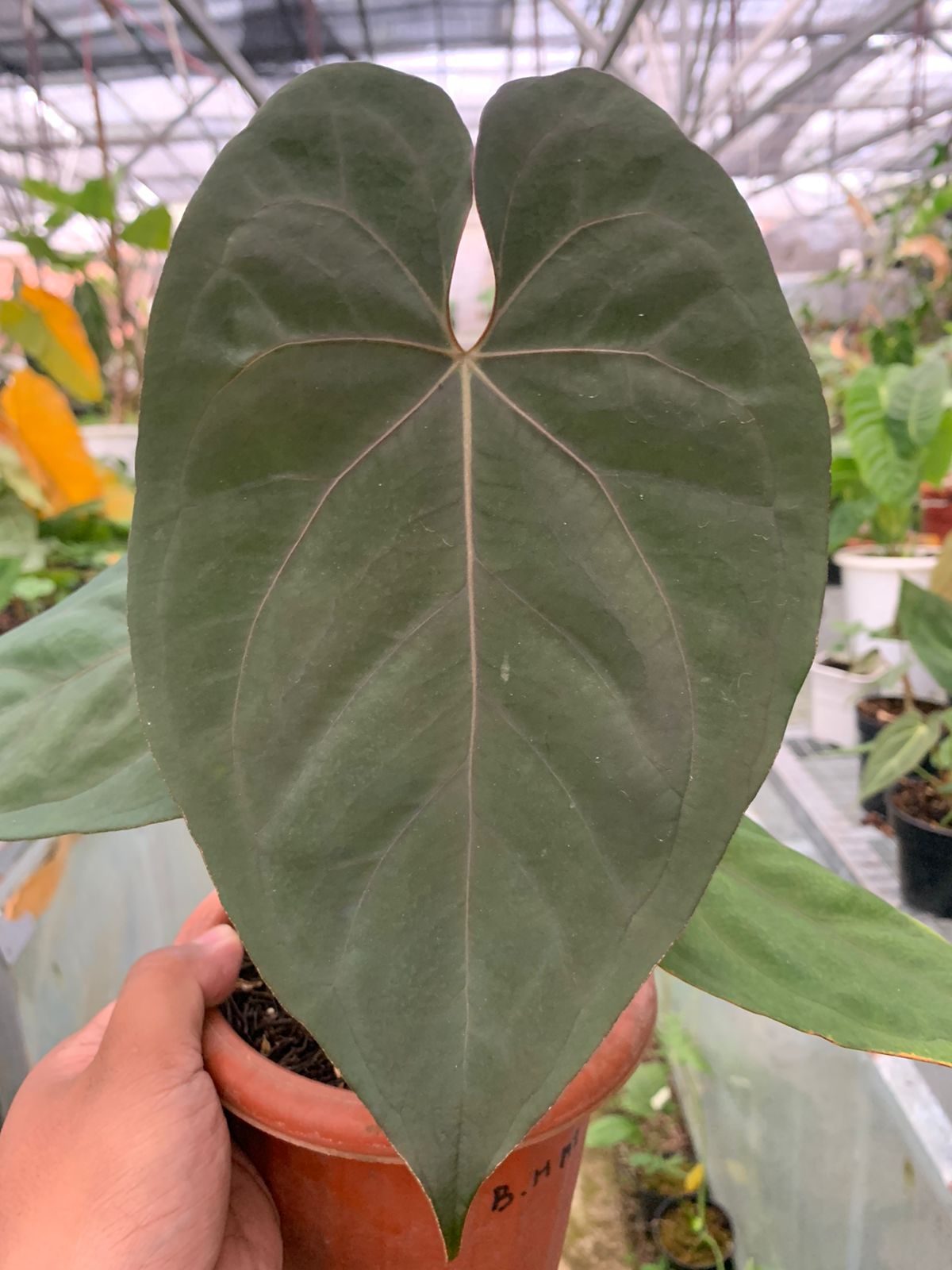 Anthurium Blue Hamizan x Renaisanse