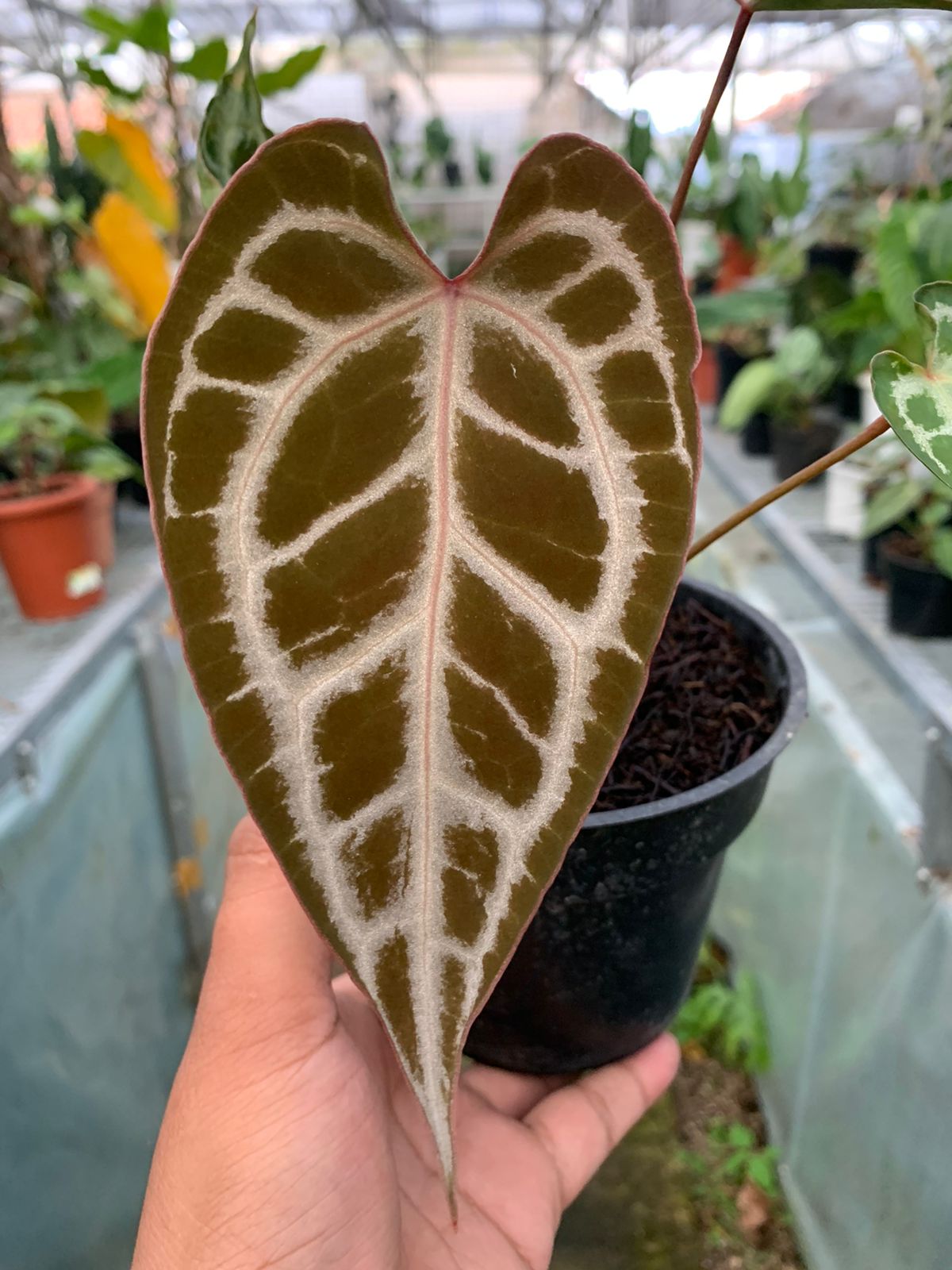 Anthurium Muchlis x Red Crystallinum