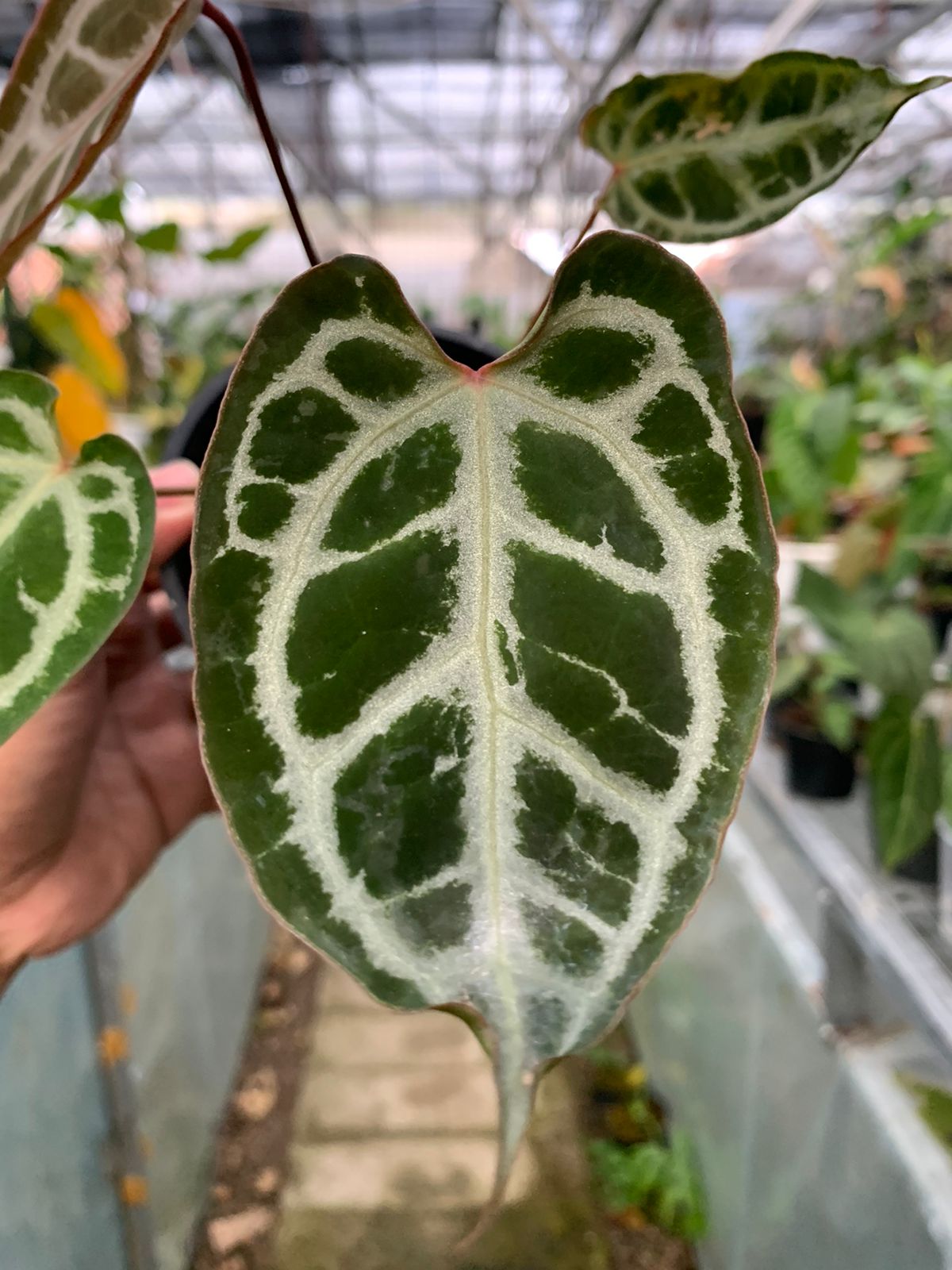 Anthurium Muchlis x Red Crystallinum