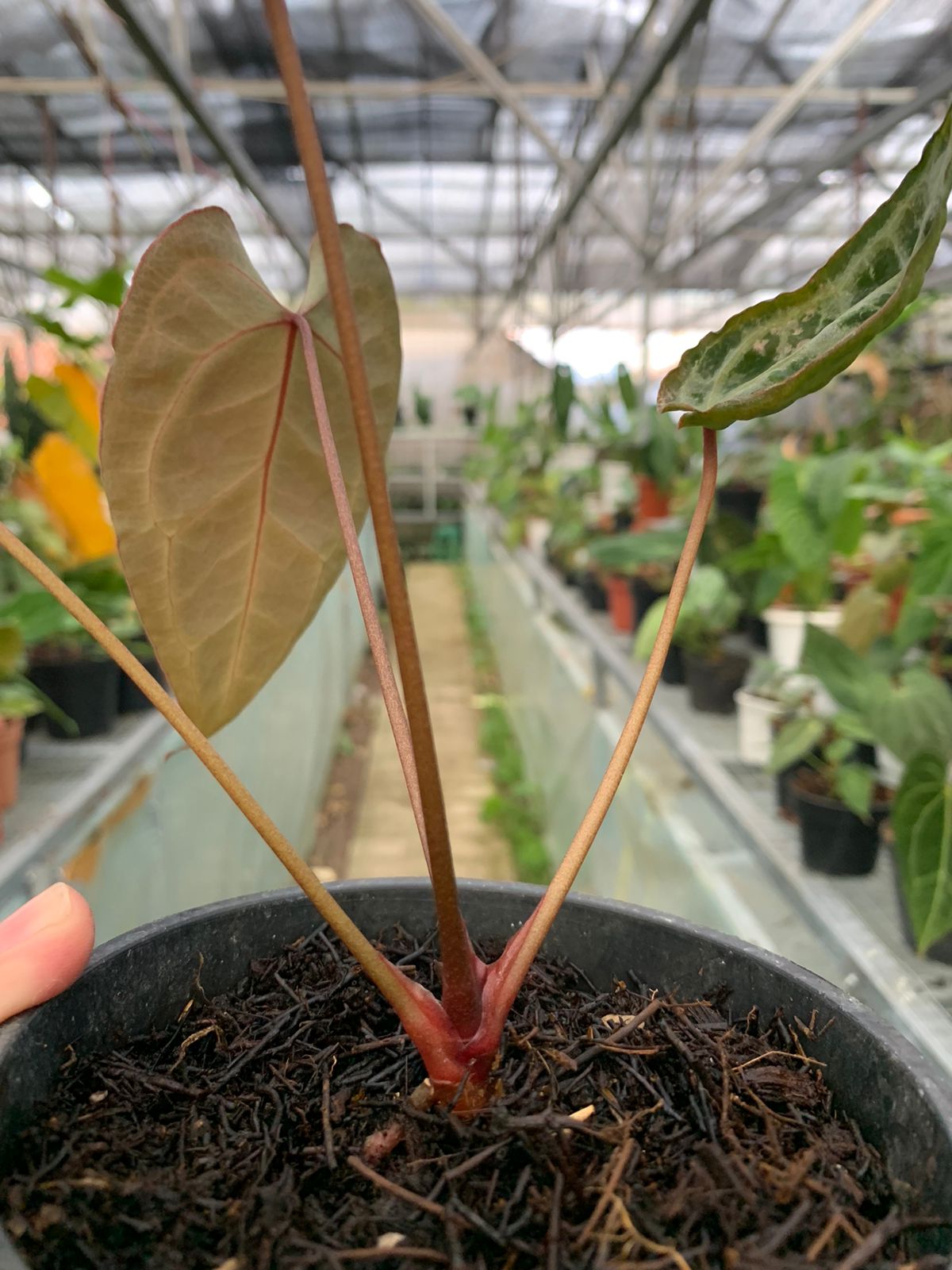 anthurium gracilis red pearls Anthurium Muchlis x Red Crystallinum – Greenspaces.id