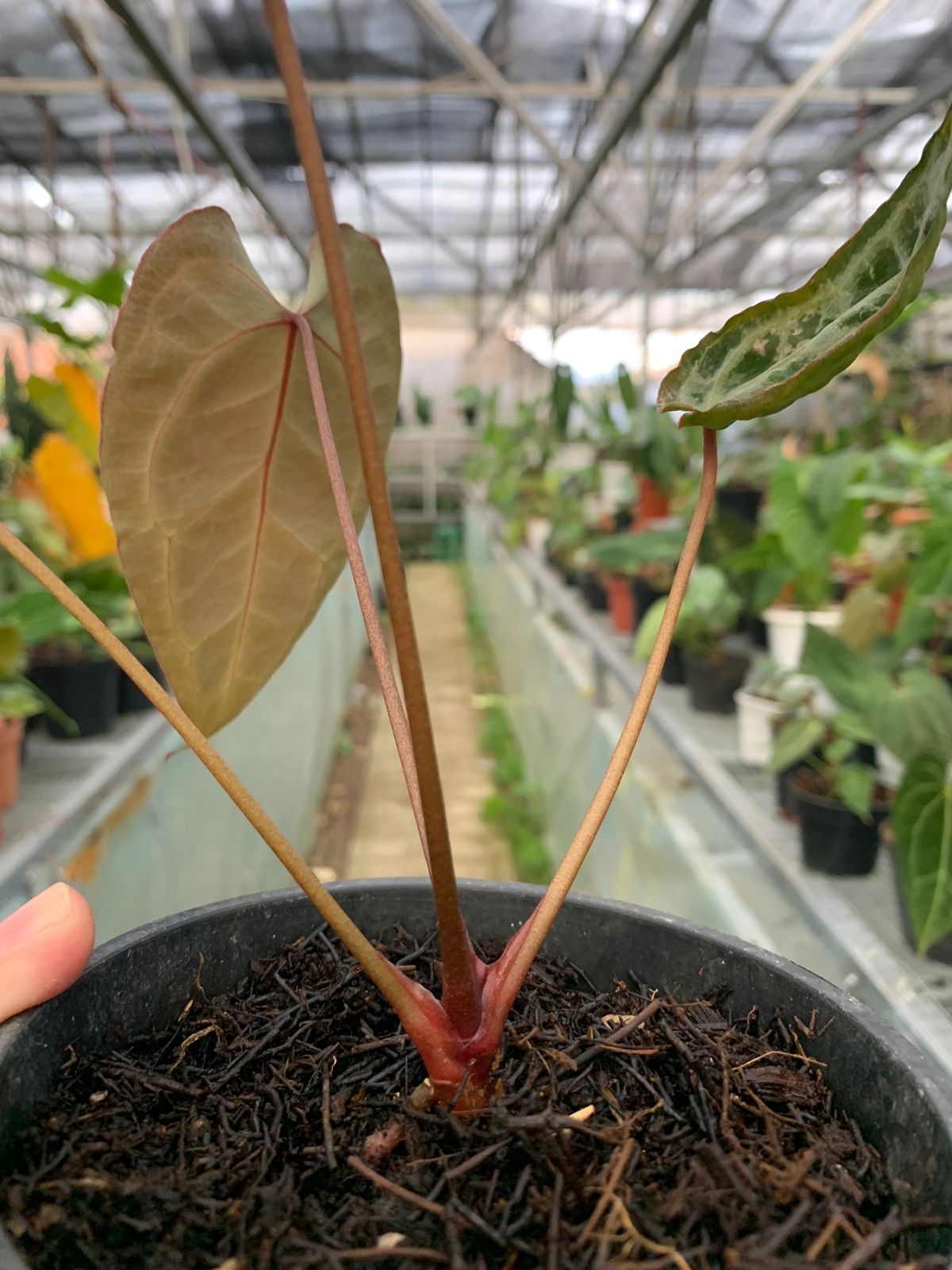 Anthurium Muchlis x Red Crystallinum