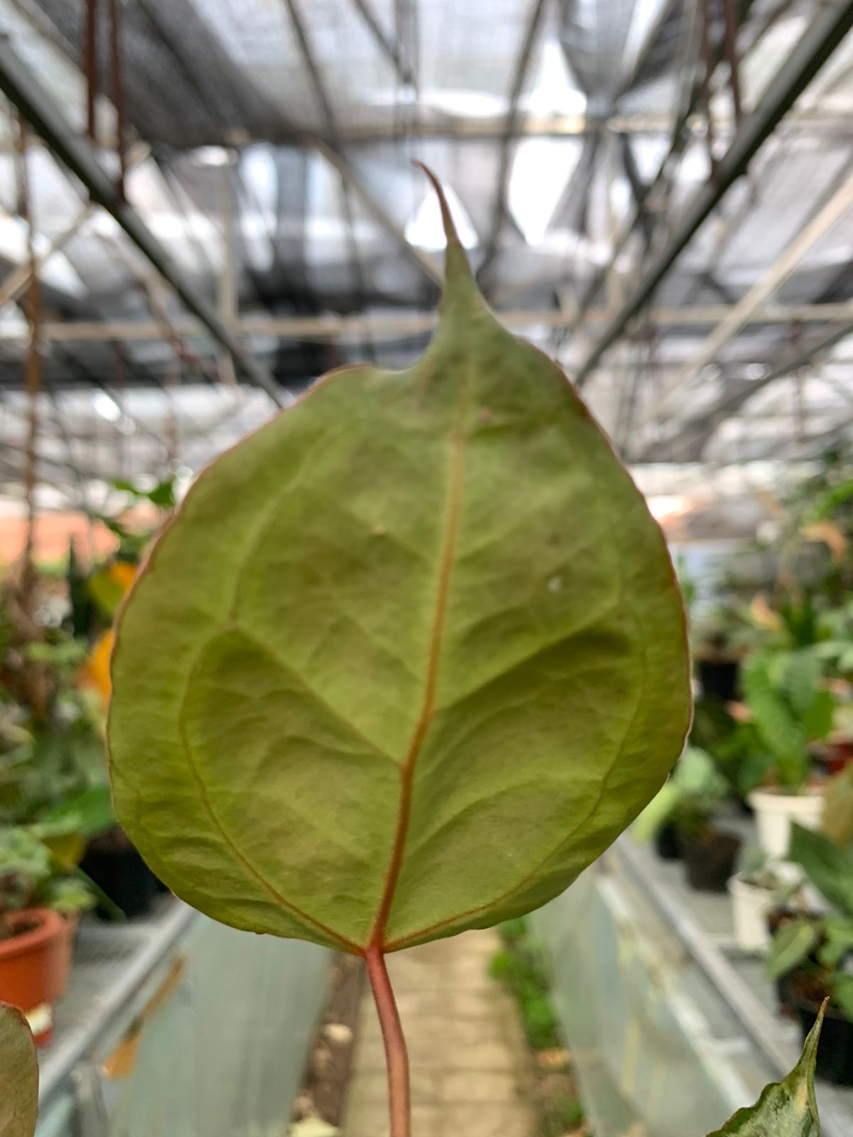 Anthurium Muchlis x Red Crystallinum