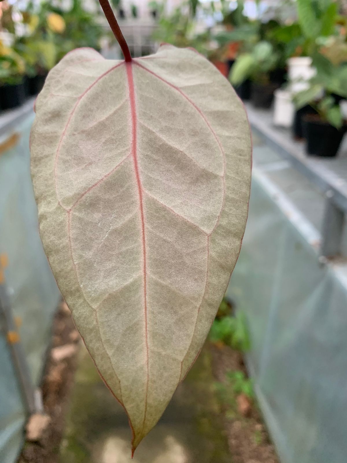 Anthurium Muchlis x Red Crystallinum