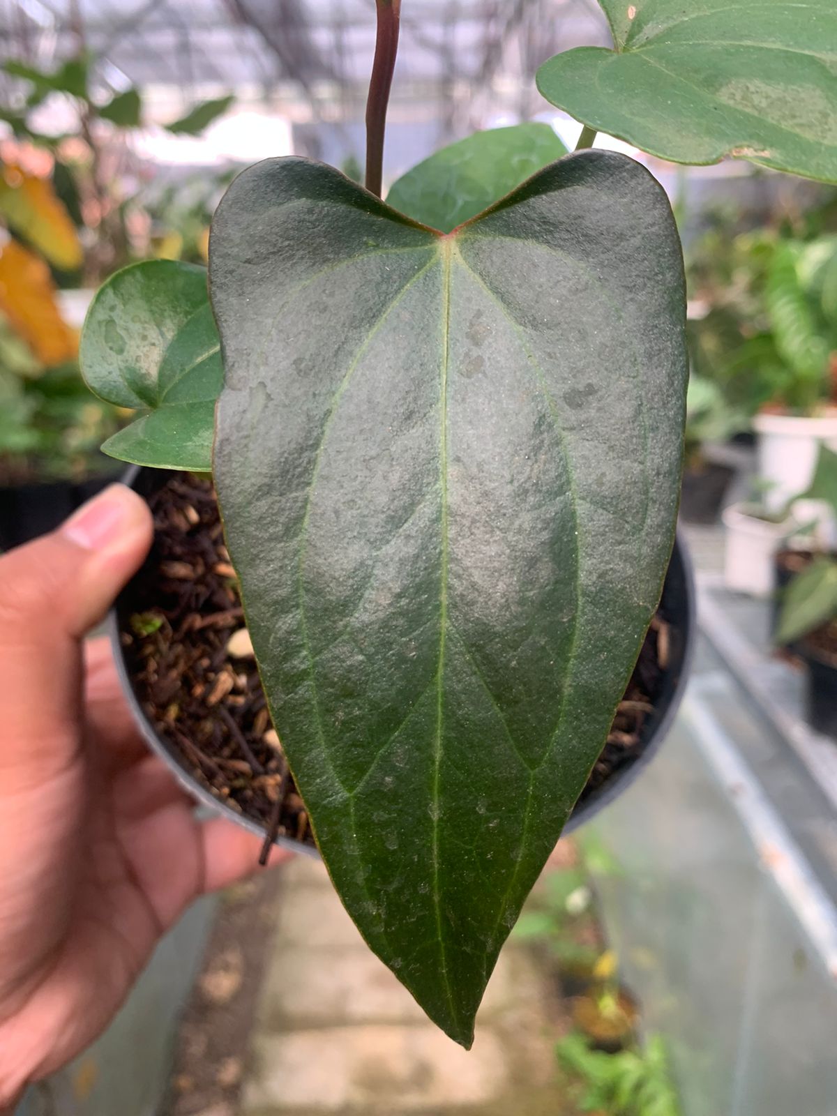 Anthurium Nigrolaminum Gigi x Papilaminum