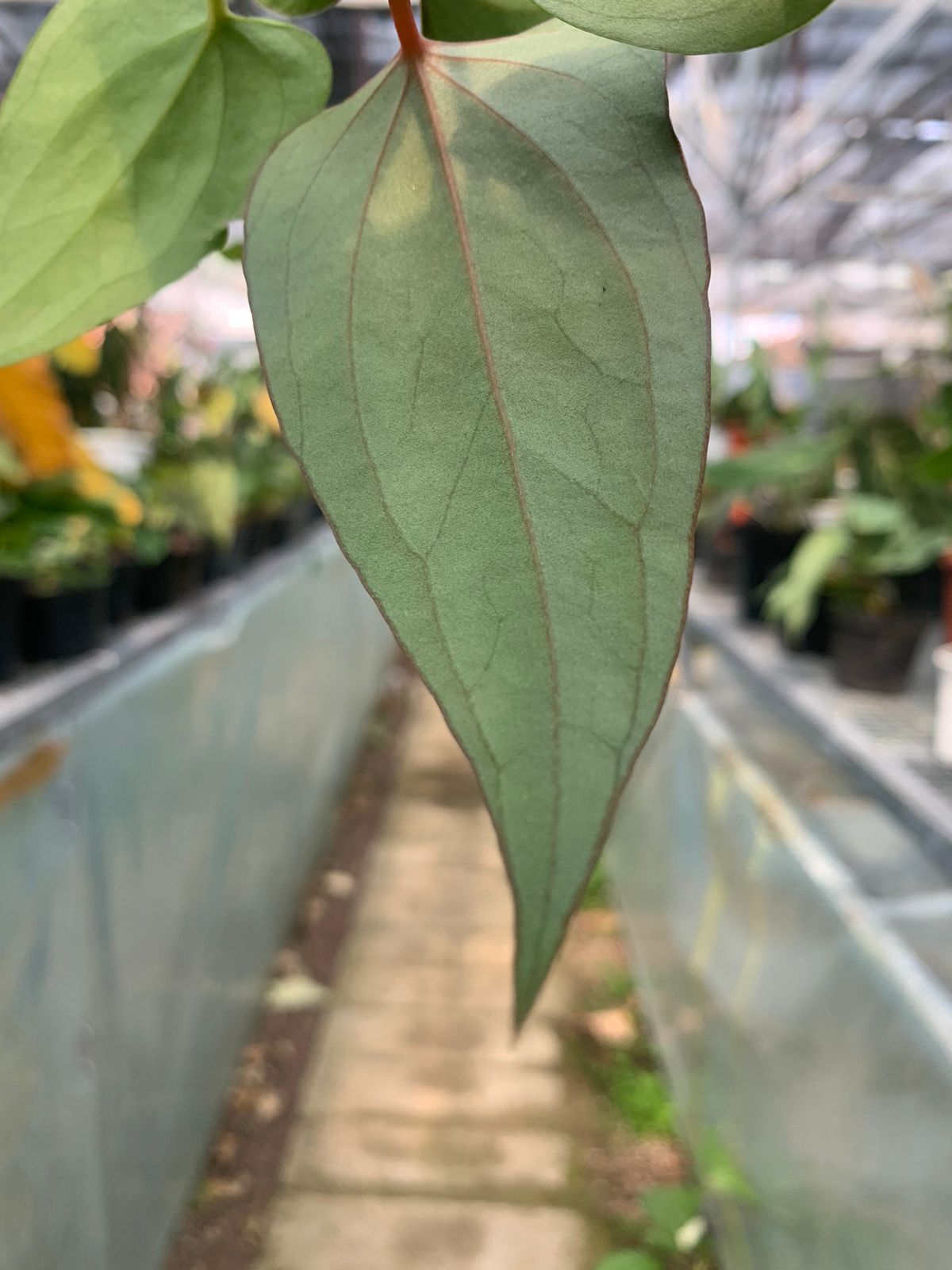 Anthurium Nigrolaminum Gigi x Papilaminum