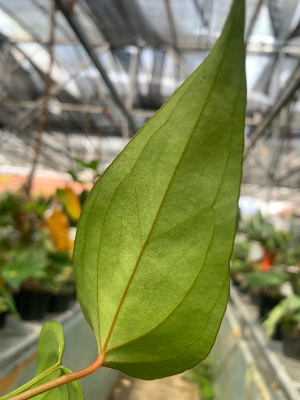 Anthurium Nigrolaminum Gigi x Papilaminum