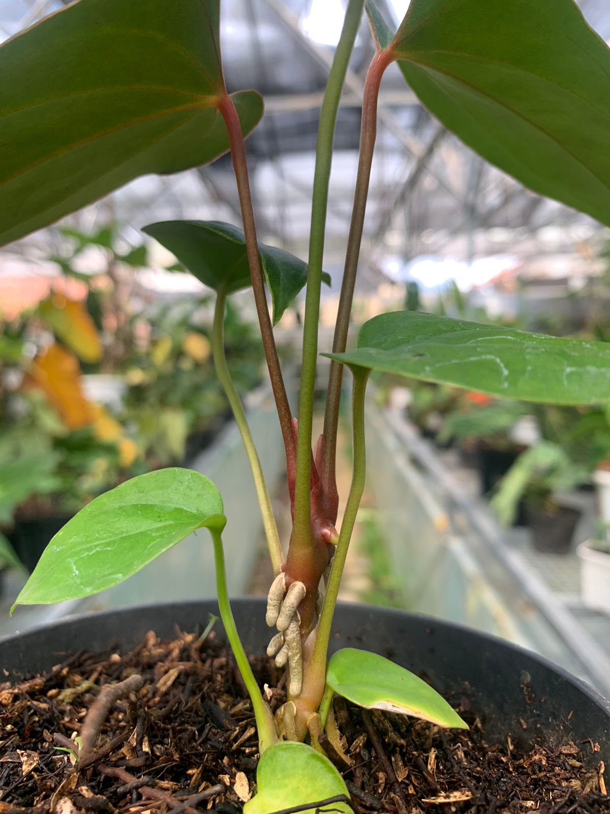 Anthurium Nigrolaminum Gigi x Papilaminum