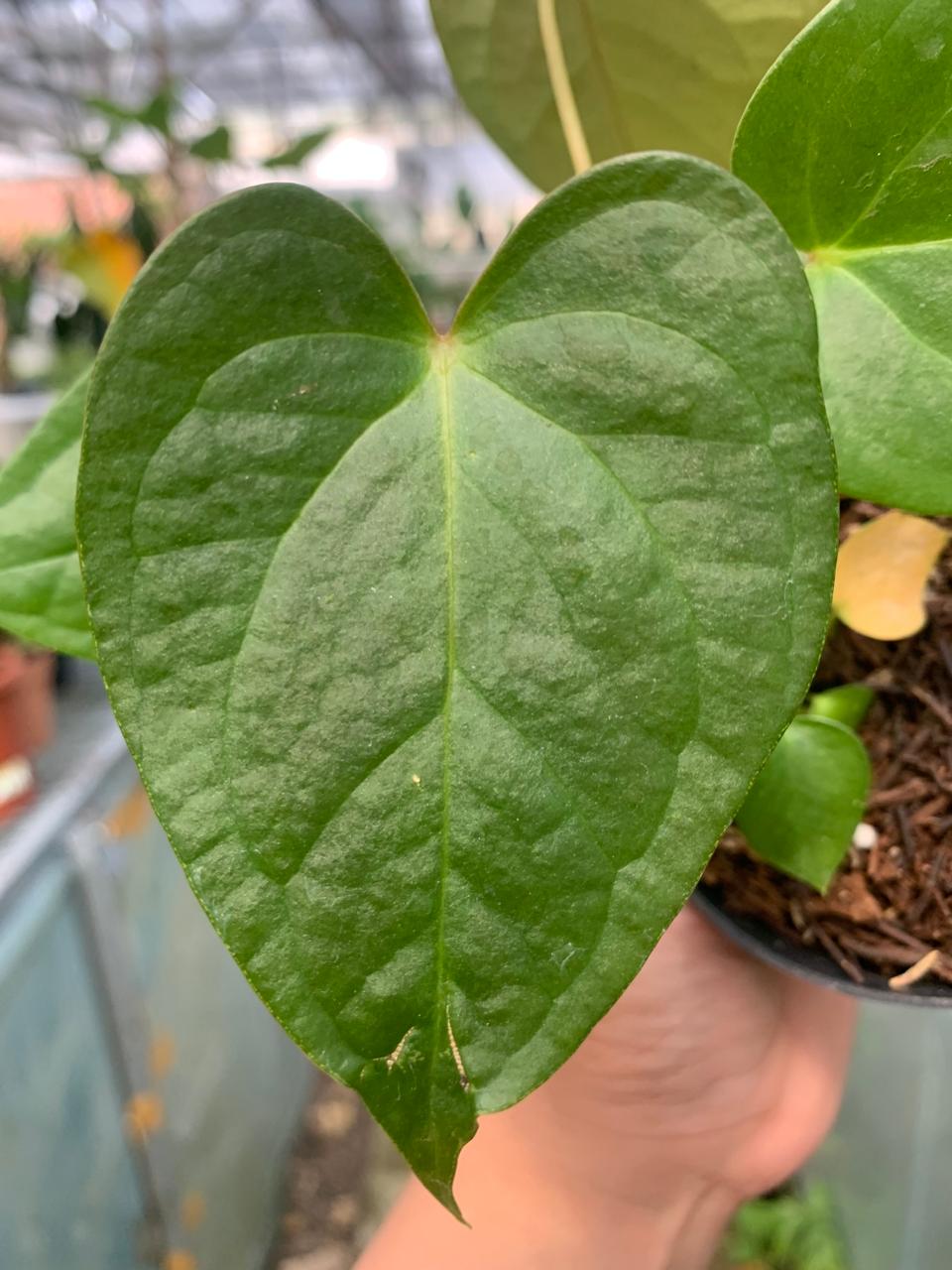 Anthurium Cemberlaini