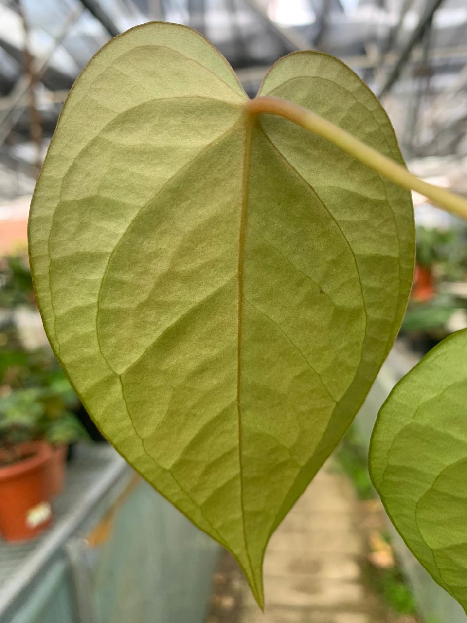 Anthurium Cemberlaini