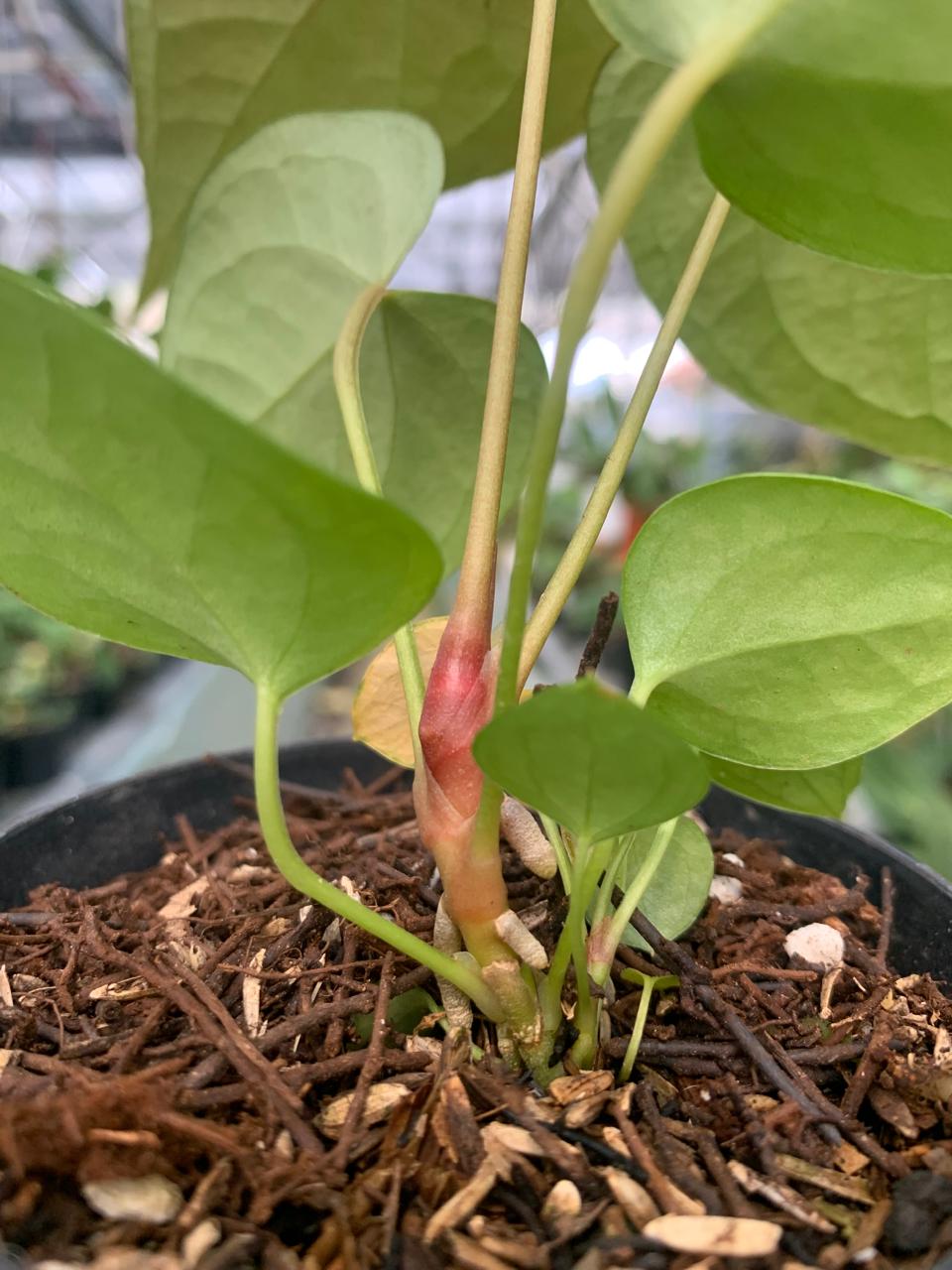 Anthurium Cemberlaini