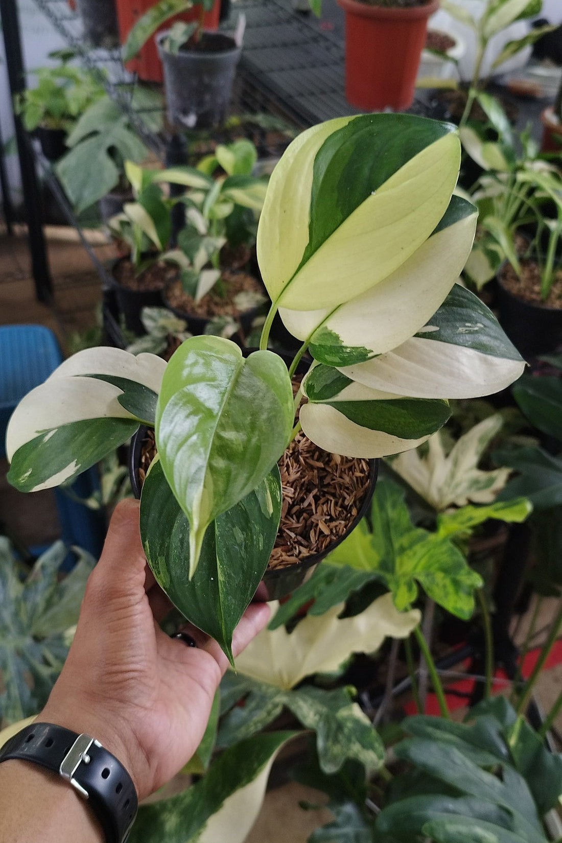 🎁 Scindapsus Blue Albo (100% off)