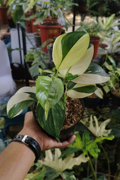 Scindapsus Blue Albo