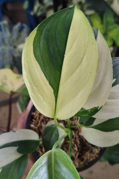 Scindapsus Blue Albo