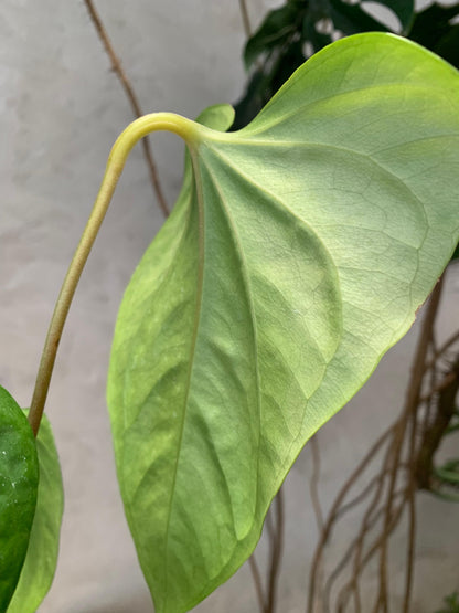 Anthurium Pedatoradiatum x Anthurium Nigrolaminum "gigi"/Sp Naro