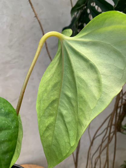 Anthurium Pedatoradiatum x Anthurium Nigrolaminum "gigi"/Sp Naro