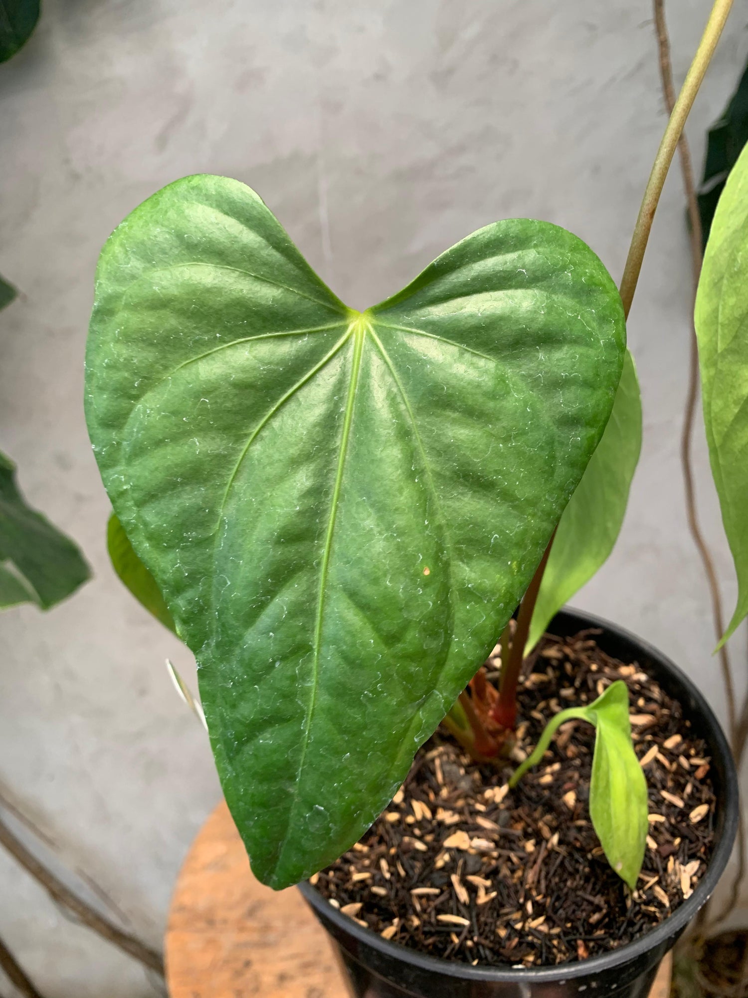 Anthurium Pedatoradiatum x Anthurium Nigrolaminum &quot;gigi&quot;/Sp Naro