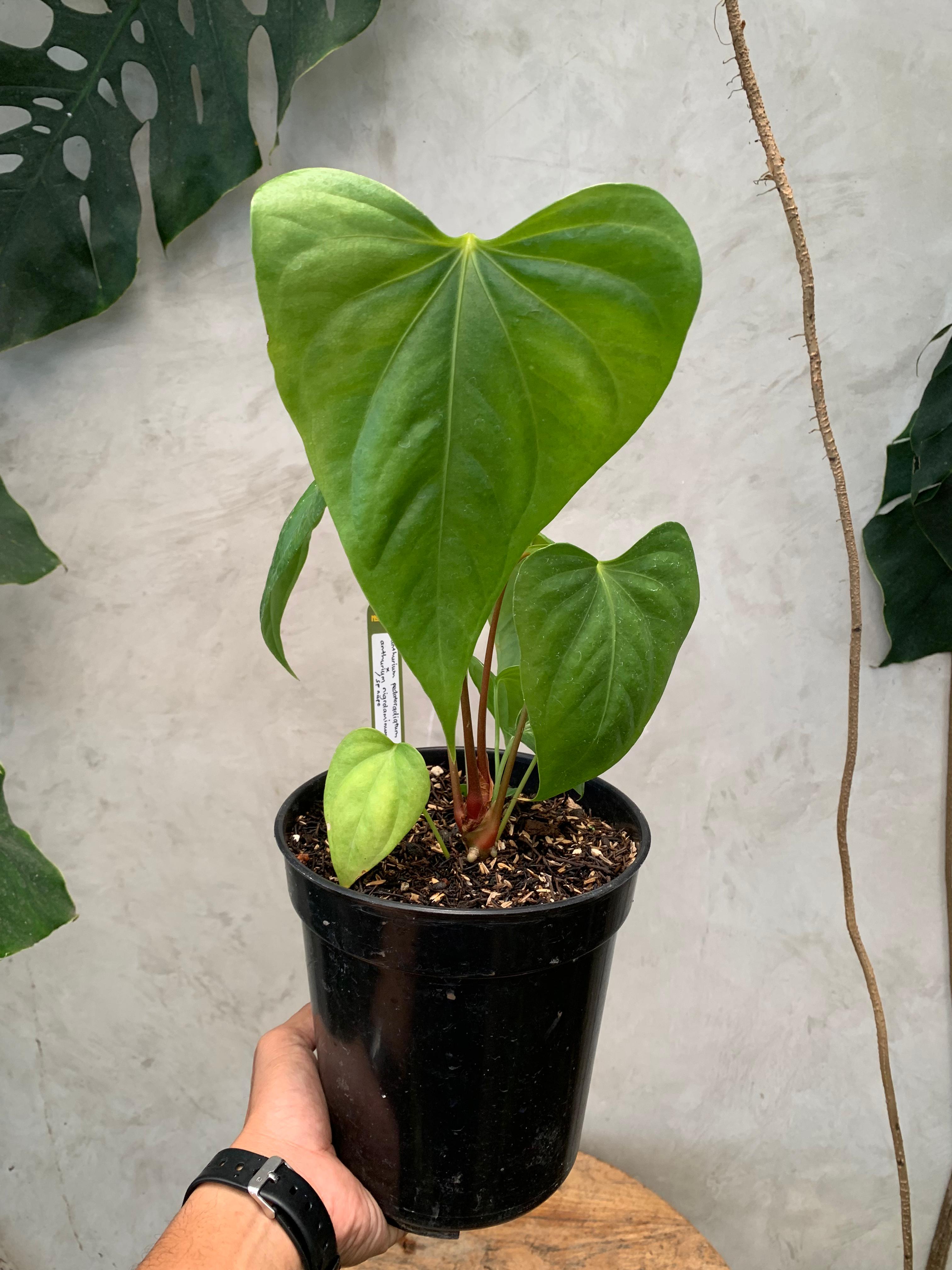 Anthurium Pedatoradiatum x Anthurium Nigrolaminum &quot;gigi&quot;/Sp Naro