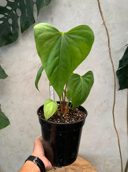 Anthurium Pedatoradiatum x Anthurium Nigrolaminum "gigi"/Sp Naro