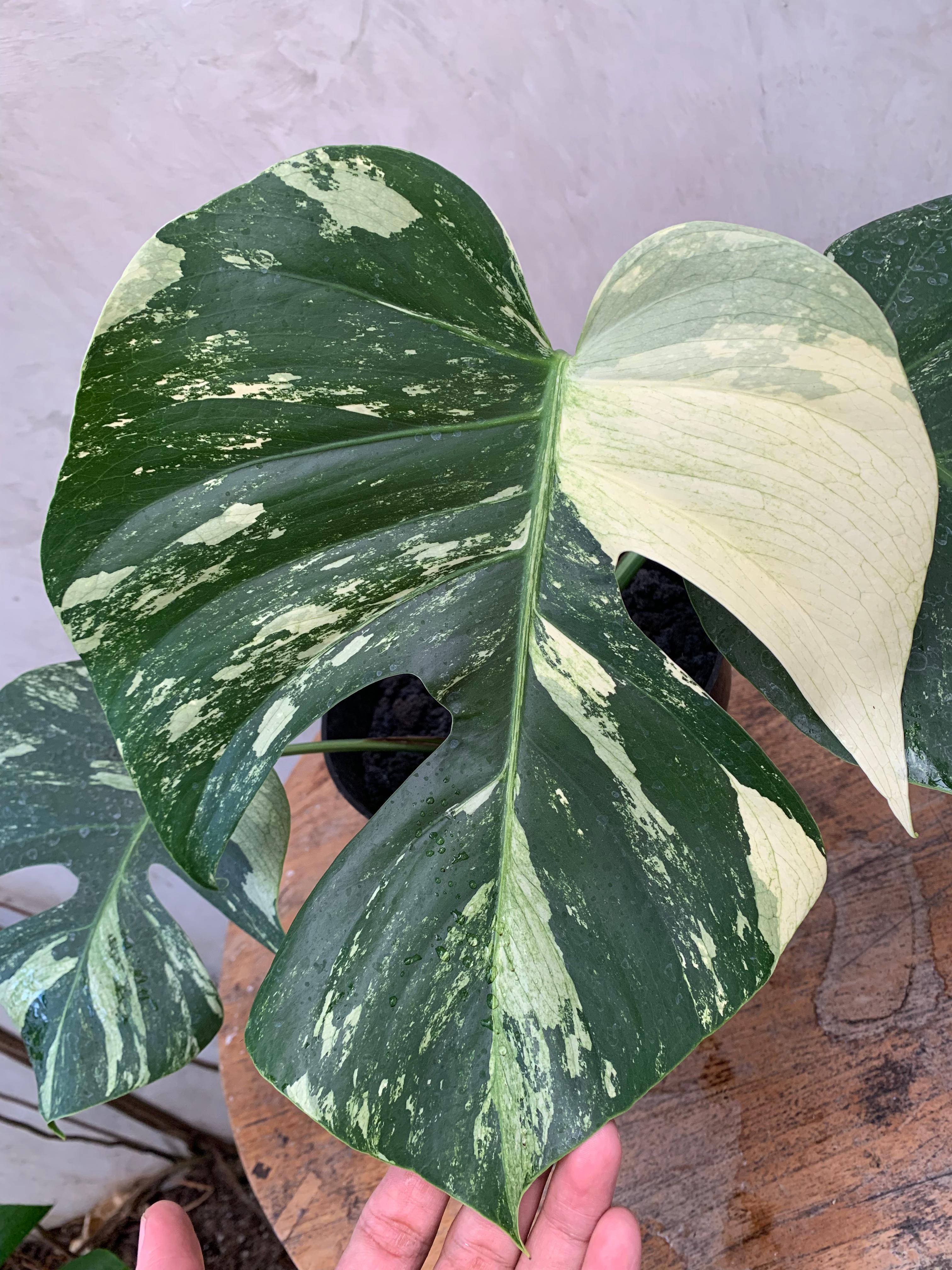 Monstera Mint Variegated